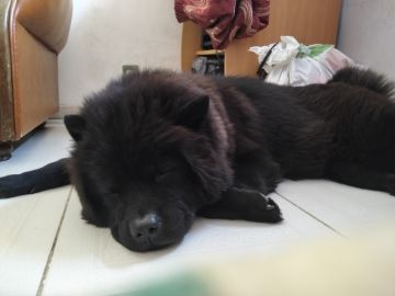 Hotel para Cães