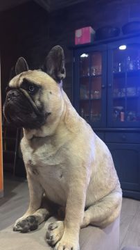 Hotel para Cães