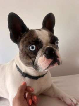 Hotel para Cães