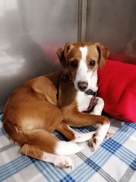 Pet Boarding and Daycare