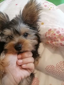 Hotel para Cães