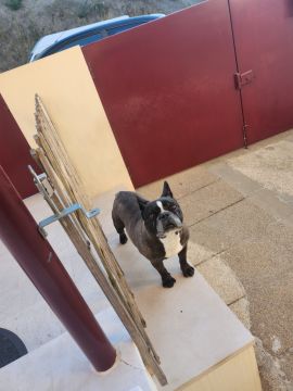 Hotel para Cães