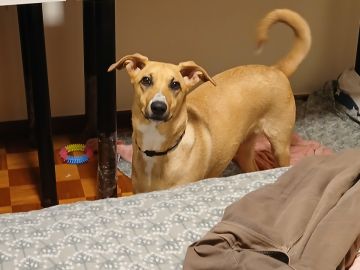 Hotel para Cães