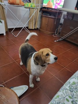 Creche para Cães
