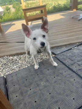 Dog Hotel