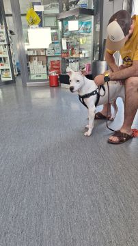 Hotel para Cães - Animais