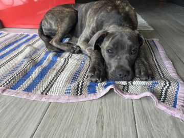 Hundepension - Haustierbetreuung und Tierpension