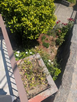 Serviço de Jardinagem - Casa