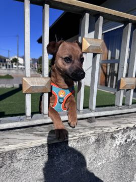 Hotel para Cães