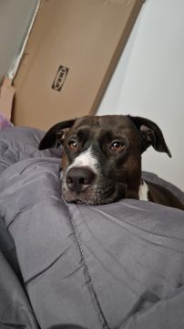 Dog Hotel - Pet Boarding and Daycare