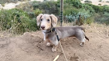Hotel para Cães - Hotel e Creche para Animais