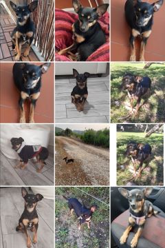 Hospedaje de perros