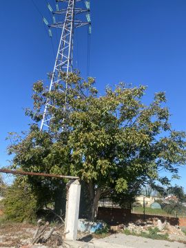 Tree Trimming and Maintenance