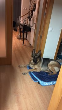 Hotel para Cães