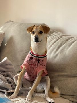 Hotel para Cães