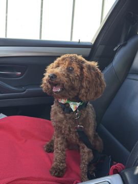 Hotel para Cães