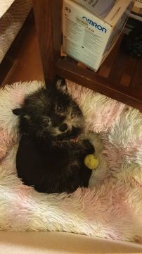 Hotel para Cães
