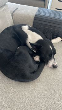 Hotel para Cães