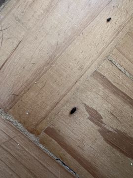Exterminator