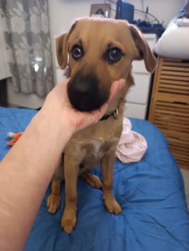 Pension pour chiens