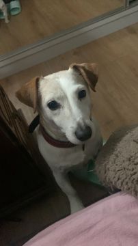 Hotel para Cães