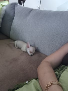 Hotel para Cães