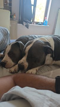 Hotel para Cães
