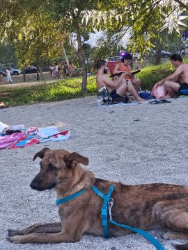 Hotel para Cães