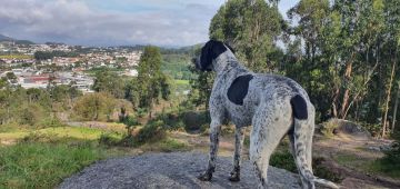 Hotel e Creche para Animais