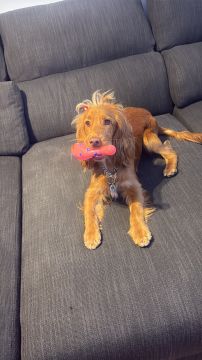 Creche para Cães