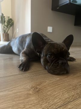 Pension pour chiens