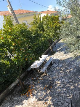Tree Trimming and Maintenance