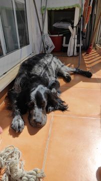 Hospedaje de perros