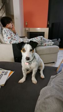 Creche para Cães