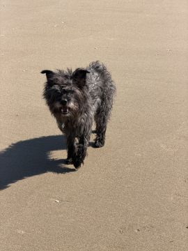 Hotel para Cães