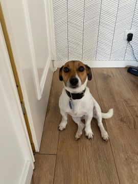 Hotel para Cães