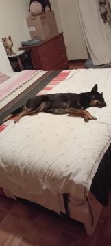 Hotel para Cães - Animais