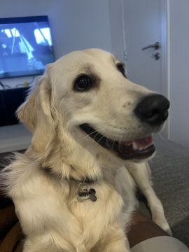Hotel para Cães