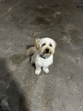Hotel para Cães - Animais