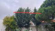 Tree Trimming and Maintenance