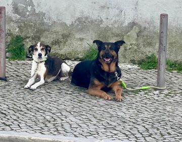 Hotel para Cães