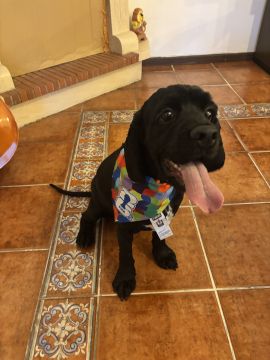 Hotel para Cães