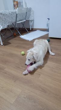Pension pour chiens