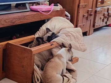 Dog Hotel