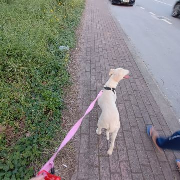 Pet Boarding and Daycare