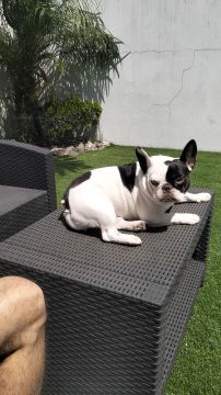Dog Hotel