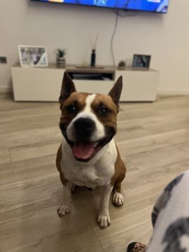 Dog Hotel