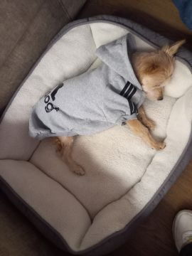 Dog Hotel