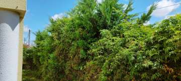 Lawncare
