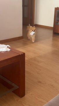 Hotel para Cães